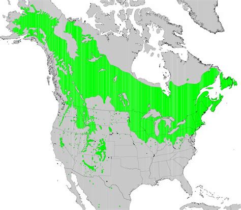 Quaking Aspen, Populus tremuloides | Native Plants PNW