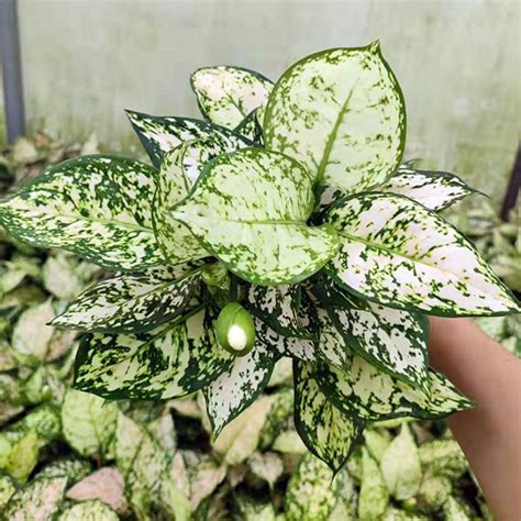 Xiamen Friendship Bridge Co Ltd A Professional Live Plants Supplier