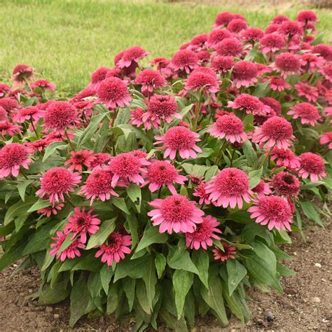 Coneflower | Double Coded® 'Raspberry Beret' | Proven Winners