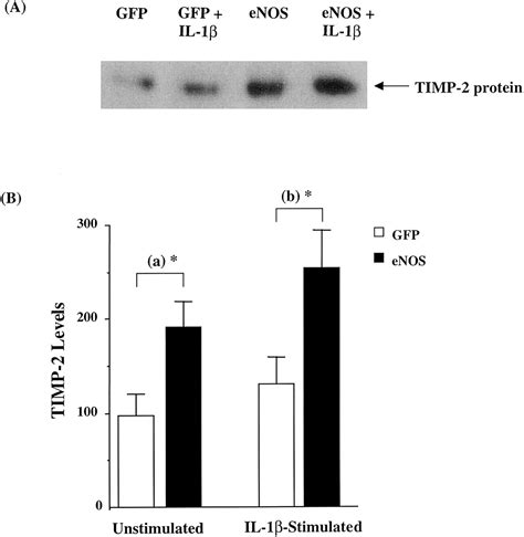 Enos Gene Transfer Inhibits Smooth Muscle Cell Migration And Mmp 2 And