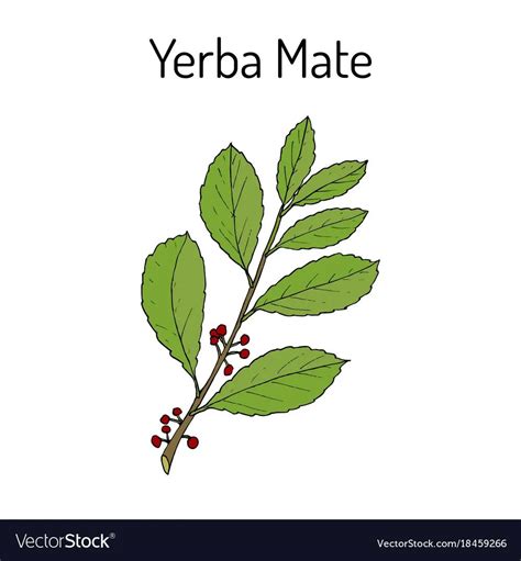 Yerba Mate Vector Set Artofit