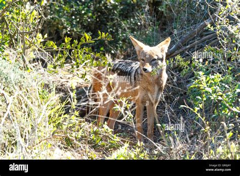 The Jackal Is A Small Omnivorous Mammal Of The Genus Canis Which Also