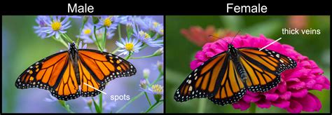 Monarch Butterfly Identification Guide - The National Wildlife ...