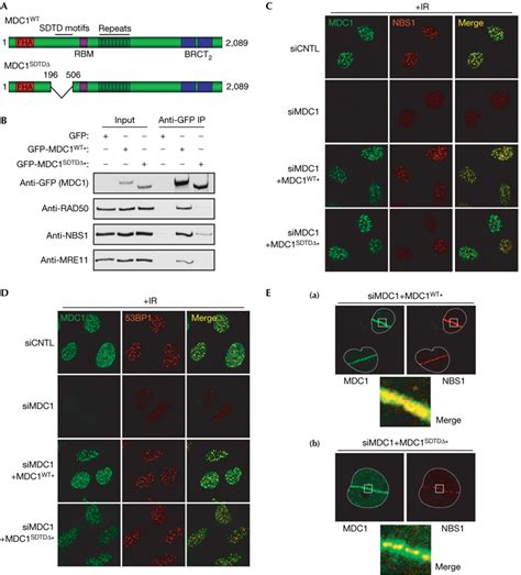 Phosphodependent Interactions Between Nbs And Mdc Mediate Chromatin