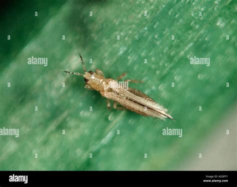 Western Flower Thrips Frankliniella Occidentalis Adult Female On Chives