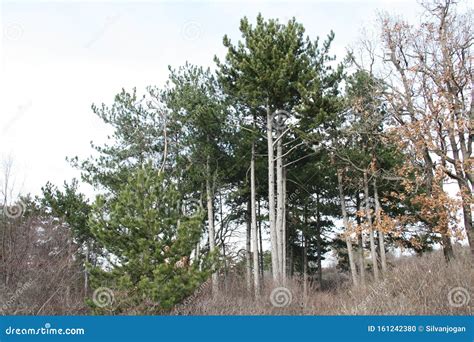 Pine Trees In Karst Standing Proud Stock Photo Image Of Nature Sport