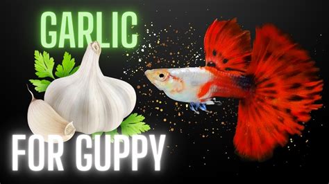 Guppy Fish Care Why You Should Feed Garlic To Your Guppies Youtube