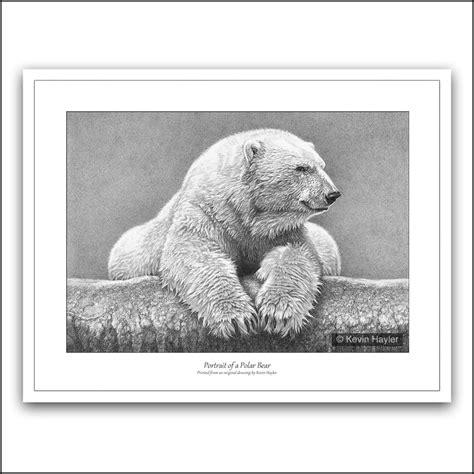 Portrait Of A Polar Bear