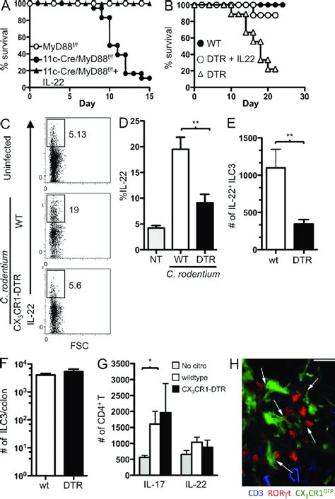 Cx Cr Cells Support Colonic Ilc Production Of Il A Survival