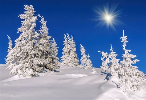 Premium Photo Blue Sky Snow Covered Firs In The Mountains