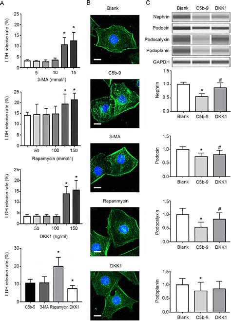 Figure From Inhibition Of The Wnt Catenin Signaling Pathway Reduces