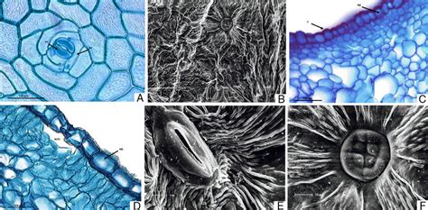 Epidermal Cells Of Adaxial B C E And F And Abaxial A And D Sides