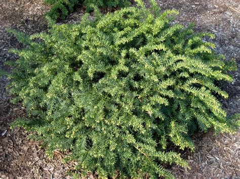 Тис ягодный «Repandens» (Ø 19 см, H 30 см) - Садовый центр Земля Х