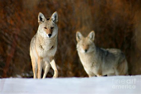 Watching Photograph By Mitch Shindelbower Pixels