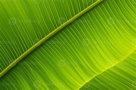 Ai Generated Green Banana Leaf Close Up Pinnately Parallel Venation