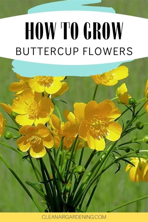 How To Grow Buttercups Clean Air Gardening