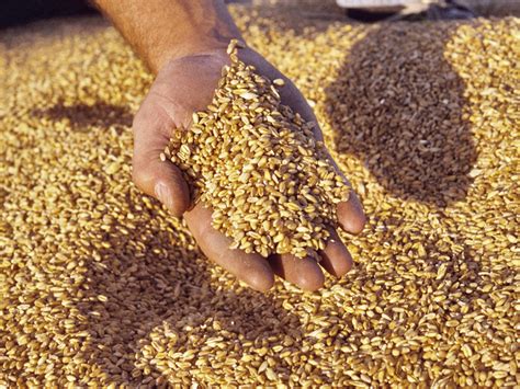 Продам/купить фуражное зерно с доставкой по Ярославской области ...
