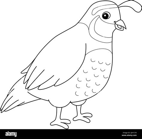 Quail Animal Coloring Page For Kids Stock Vector Image And Art Alamy