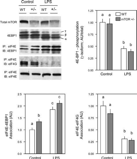 Phosphorylation Of E Bp And Distribution Of Eif E Between The Active