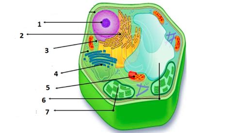 Soal Biologi Kelas Xi Sel And Jaringan Belajar Asyik