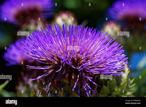 Echinops Exaltatus The Russian Globe Thistle Or Tall Globethistle