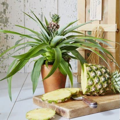 12 Different Bromeliad Types to Grow Indoors | Bromeliad Varieties