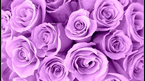 Lavender Color Wallpapers Top Free Lavender Color Backgrounds