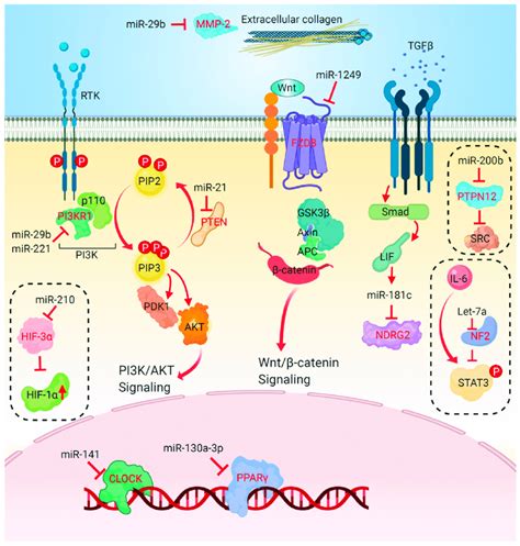 Mechanisms Of MicroRNA MiRNA Mediated Modulating Response To