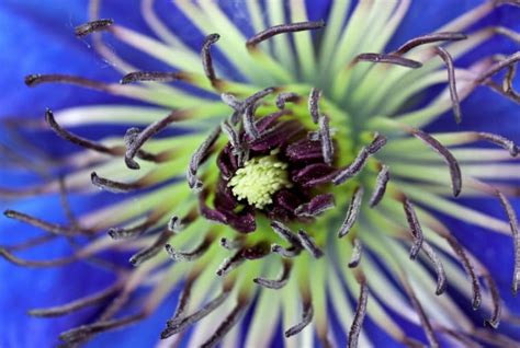 Kwiaty Pe Ne Sex Appeal U Pi Kne Kusz Ce Zmys Owe E Ogrody Ro Liny