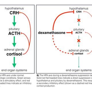 Figure. Hypothalamic-pituitary-adrenal axis. | Download Scientific Diagram