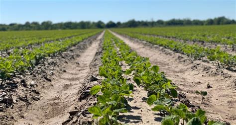 Soybean Planting Nearly Halfway Complete