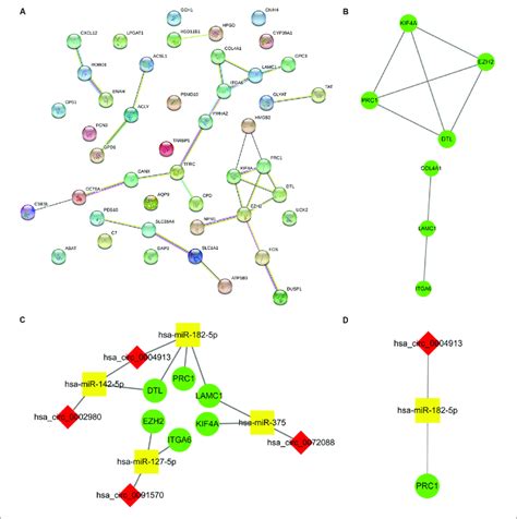 Construction Of The Hub Circrna Mirna Mrna Network A Ppi Network