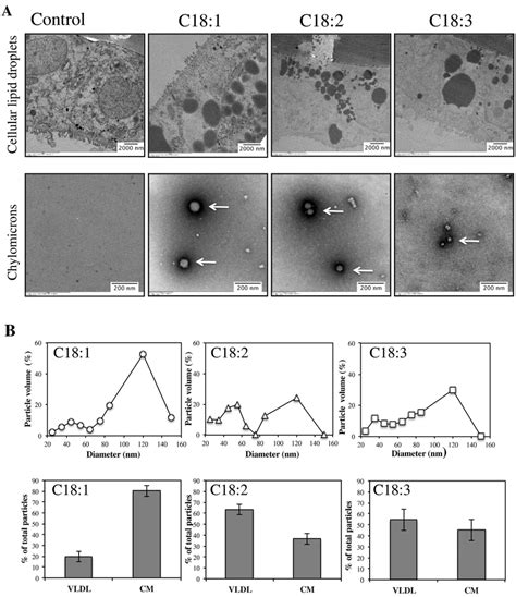 Morphology Of Lipid Droplets In Caco 2 Cell Monolayers And Secreted