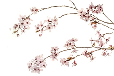 Purple Plum Blossoms #4 by William Neill | Susan Spiritus Gallery