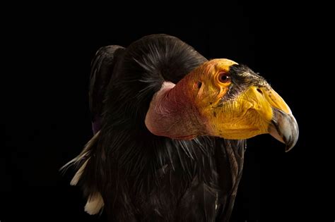 California condor, facts and photos