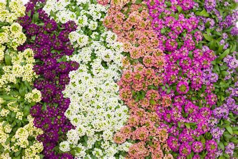 Однолетники для клумбы фото и названия: Однолетние цветы для дачи с ...