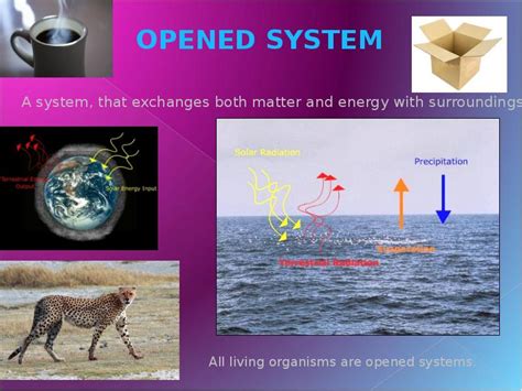 Thermodynamics Of Biological Systems