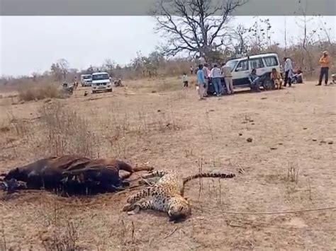 The Cow Got Electrocuted Due To Falling Of 11 Kv Line When The Leopard