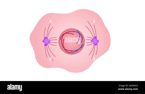 mitosis, the process of cell division and multiplication graphic ...