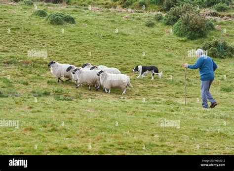 Ireland Trip (May 19-29, 2019) Irish Sheep herding demonstration with Shetland Sheep dogs. Herd ...