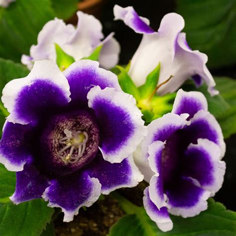 Gloxinia Indoor Plant Growing Guide | The Tree Project