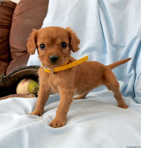 Miniature Golden Retriever Canada at Donald Pepper blog