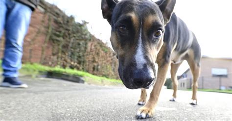 Hundesteuer Beschert Nettetal Einnahmen