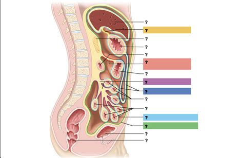 Peritoneal Attachments Of Abdominal Organs Diagram Quizlet