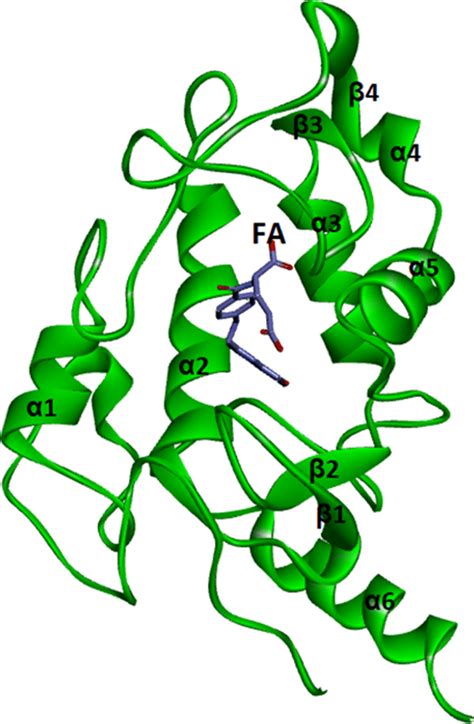 Molecular Structure Of Folate Receptor And Folic Acid In Binding Site