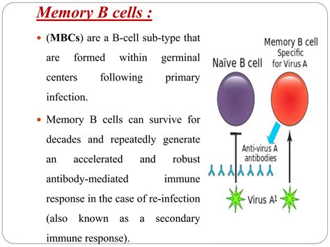 Clonal Selection Theory Ppt