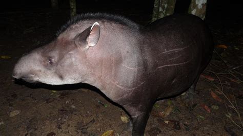 Brazilian Tapir | MarkEisingBirding