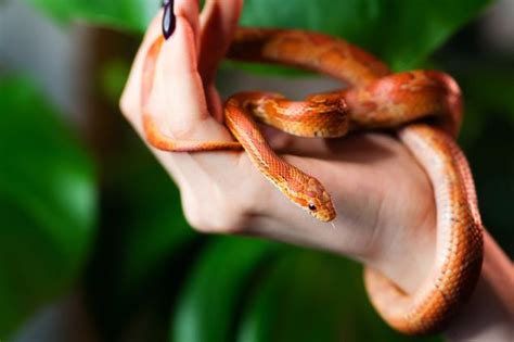 Sonhar Com Cobra Pequena E Fina - Sonhar com cobra pequena: veja o que isso significa
