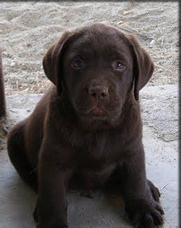 Animal Encyclopedia: Chocolate Lab Puppies