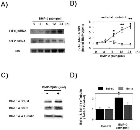 Bmp Induces Bcl X L In Neonatal Rat Cardiac Myocyte Primary Cultures